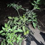 ミニトマト　実　220609